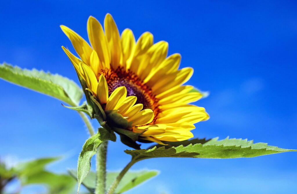 Sonnenblume (Bild von Couleur auf Pixabay)