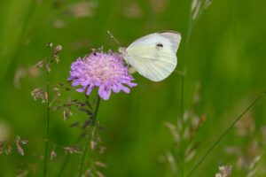 Schmetterling auf Blume (NickyPe/Pixabay)